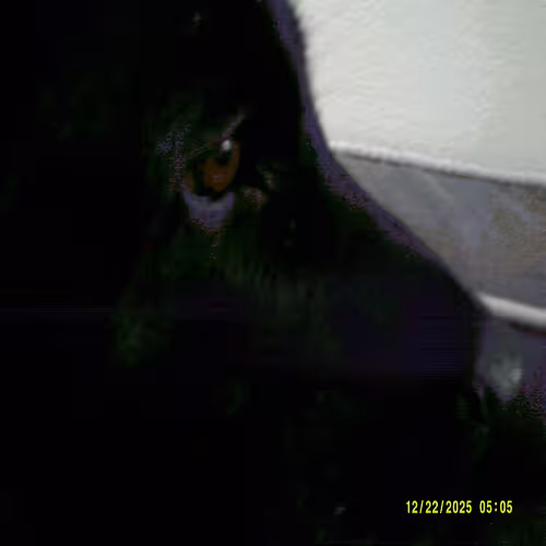 Lara Pic 3